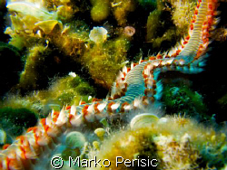 Bearded Fire Worm (hermodice carunculata) Komiza Vis. by Marko Perisic 